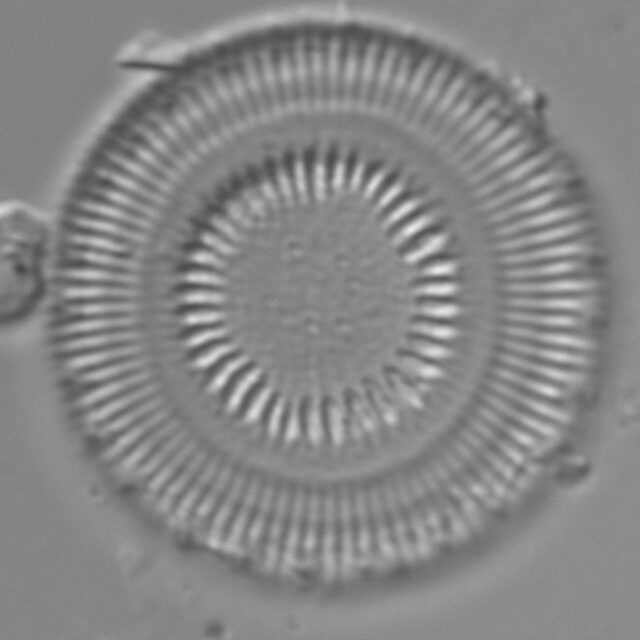 Discostella asterocostata LM4