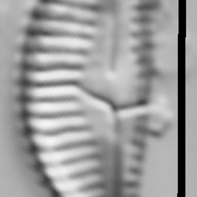 Halamphora thumensis LM2