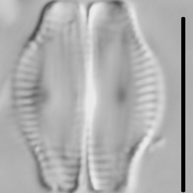 Halamphora thumensis LM4