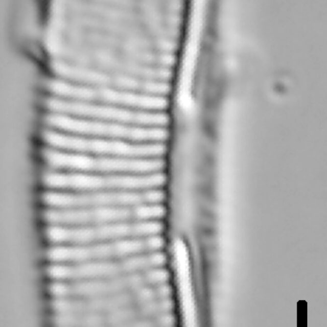 Halamphora oligotraphenta LM5