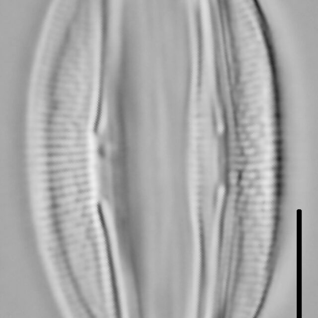 Halamphora oligotraphenta LM6