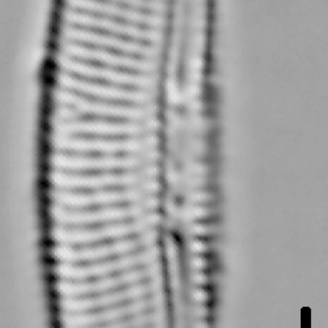 Halamphora oligotraphenta LM7