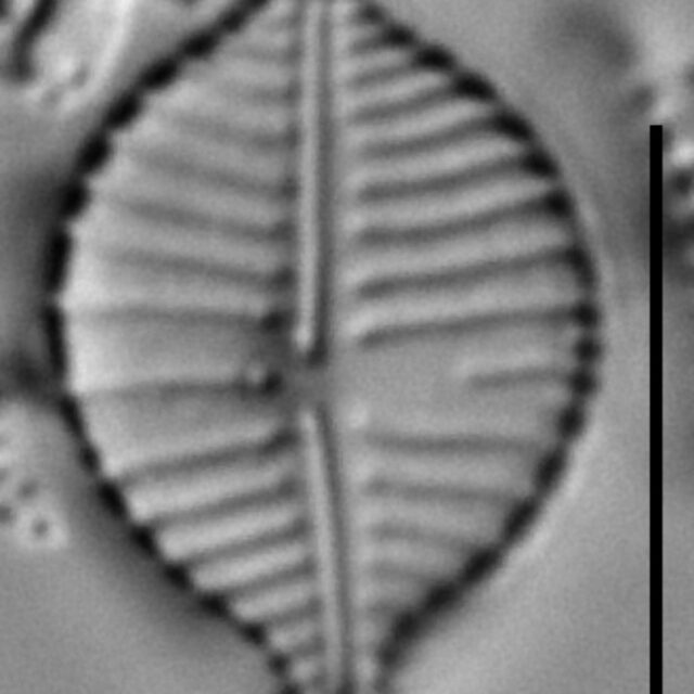 Gomphonema montezumense LM1