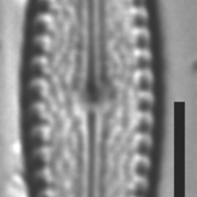 Pulchellophycus schwabei LM3