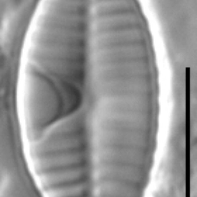 Planothidium bipororum LM2