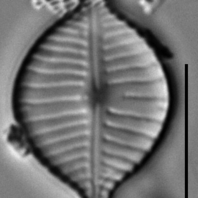 Gomphonema montezumense LM2