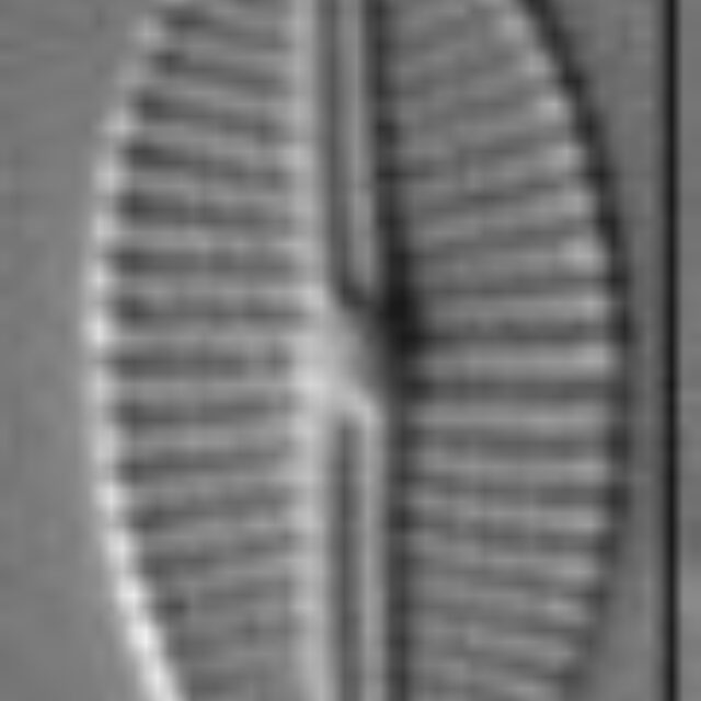 Craticula subminuscula LM1