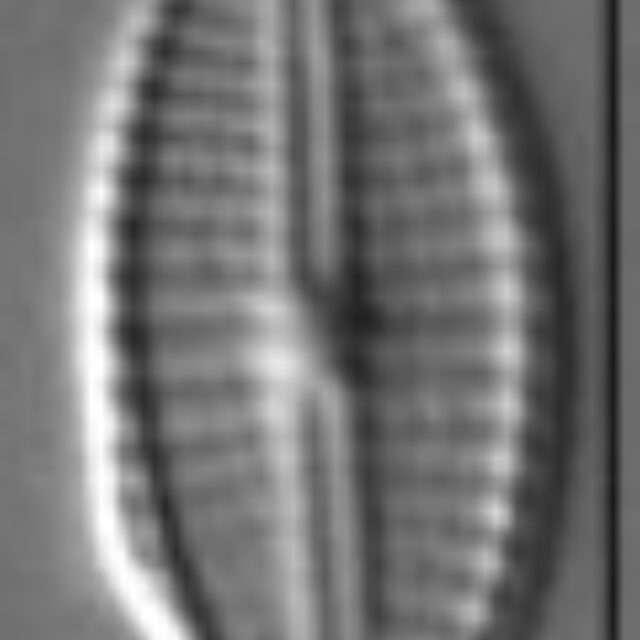 Craticula subminuscula LM2