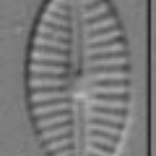 Craticula subminuscula LM4