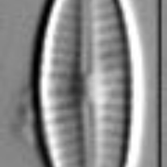 Craticula subminuscula LM5