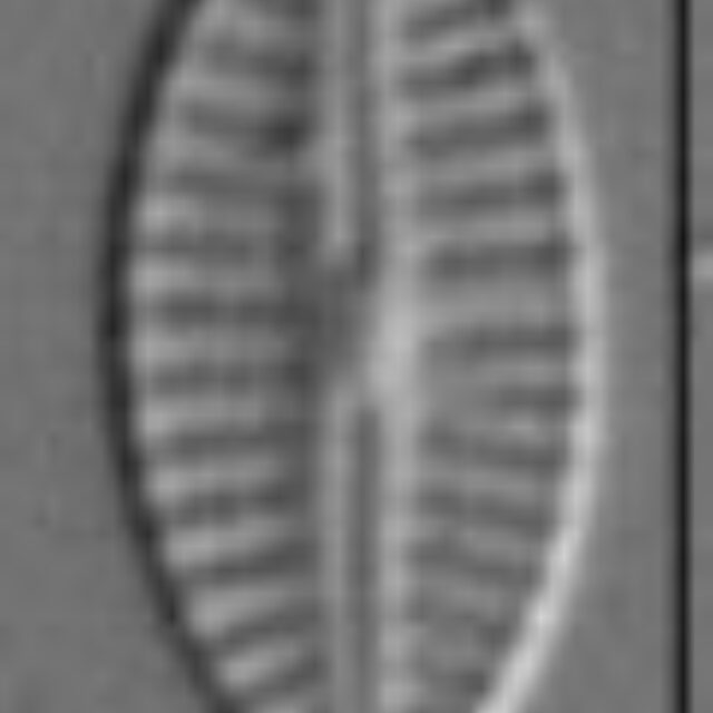 Craticula subminuscula LM6