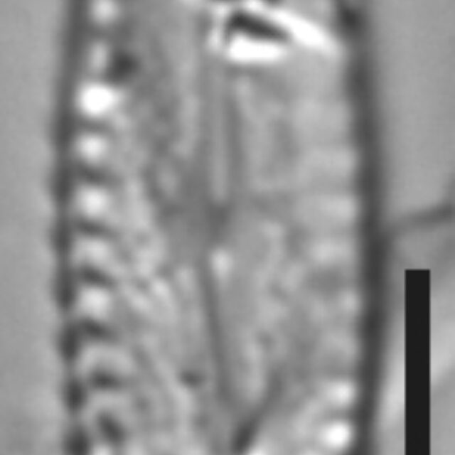 Pulchellophycus schwabei LM4