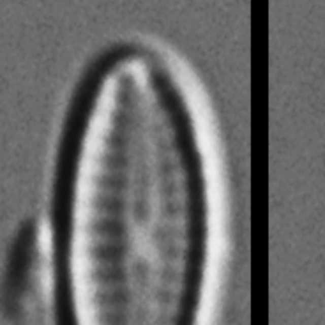 Mayamaea cahabaensis LM4