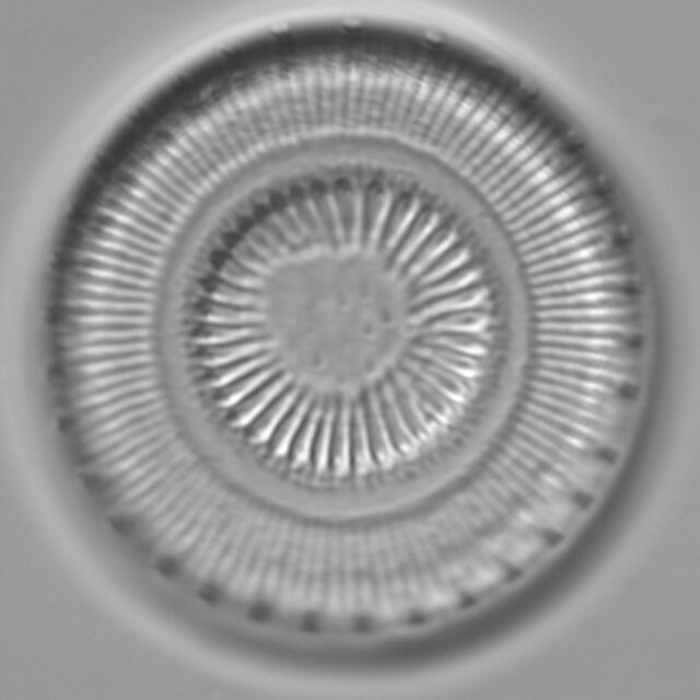 4d D asterocostata Dobbs core 2 G GCA07829