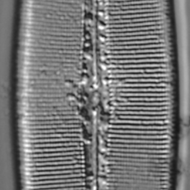 Craticula coloradensis LM5