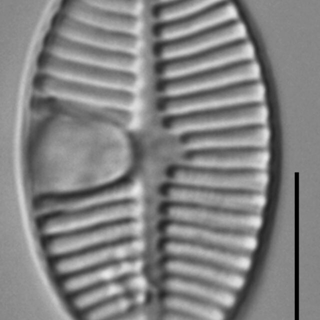 Planothidium lanceolatoide LM4