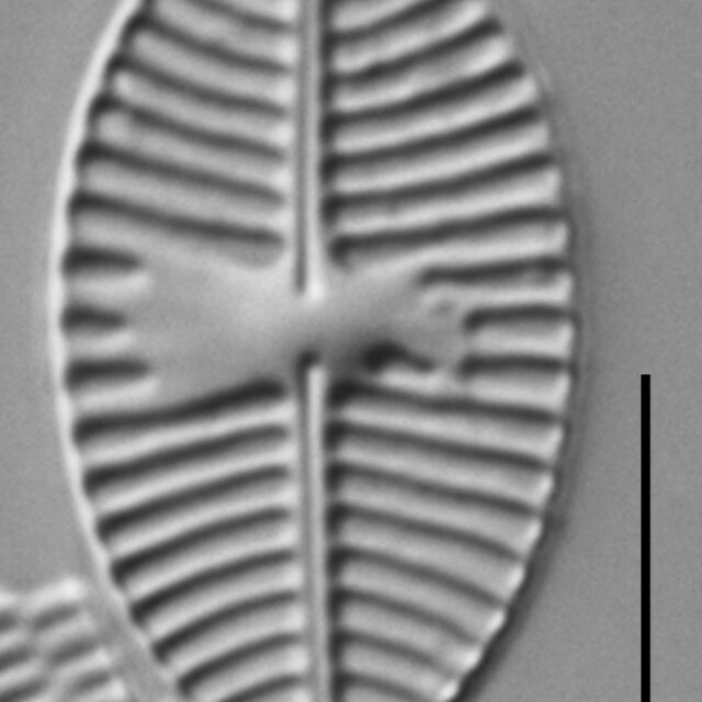 Planothidium lanceolatoide LM3