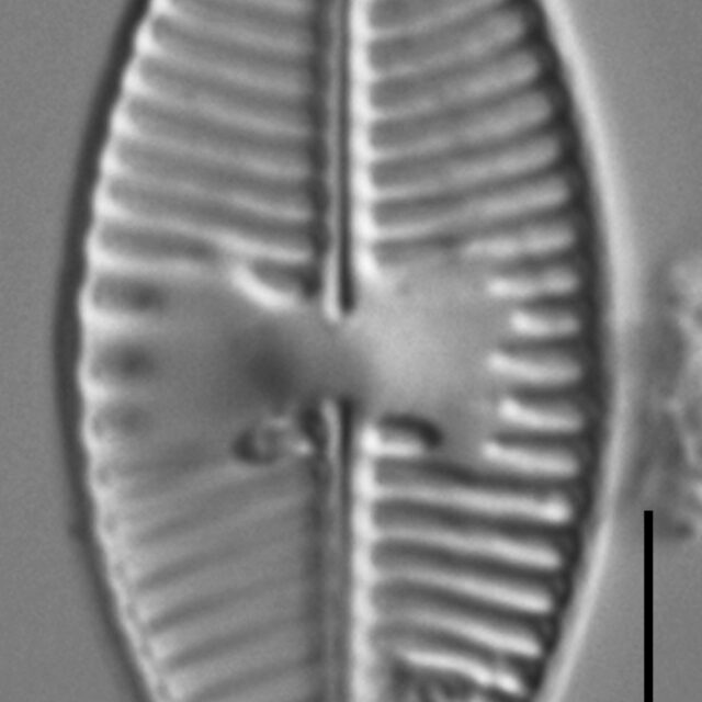 Planothidium lanceolatoide LM2