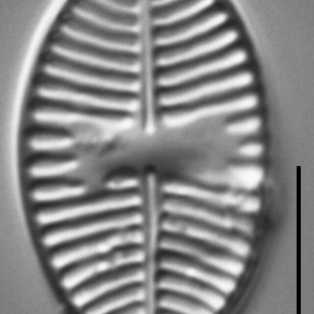 Planothidium lanceolatoide LM7