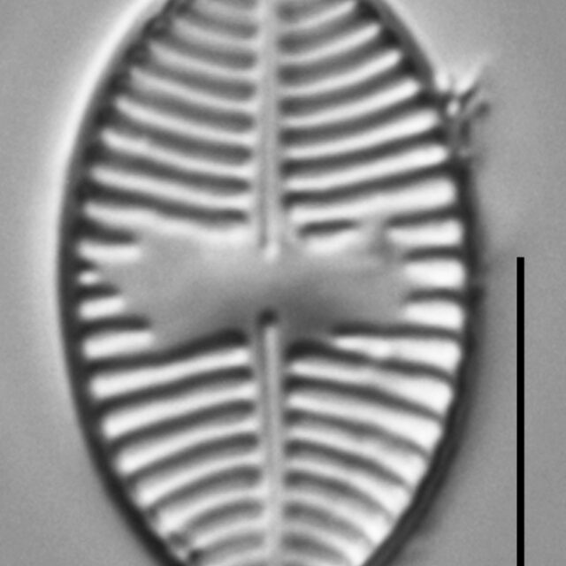 Planothidium lanceolatoide LM5