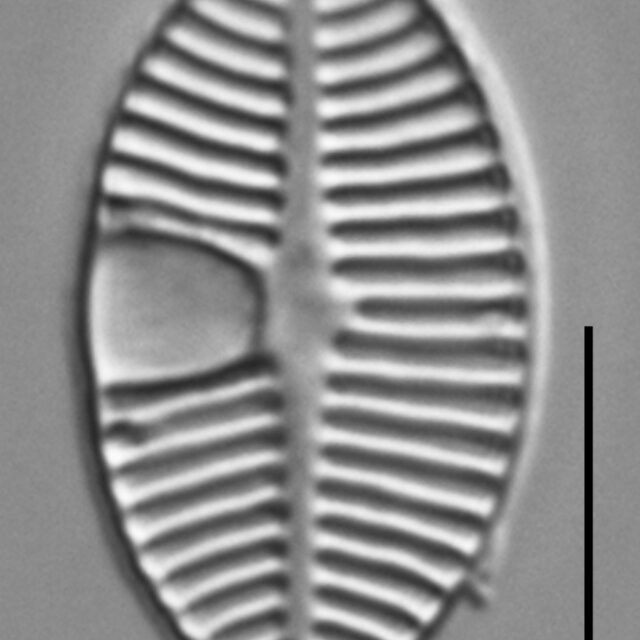 Planothidium lanceolatoide LM6