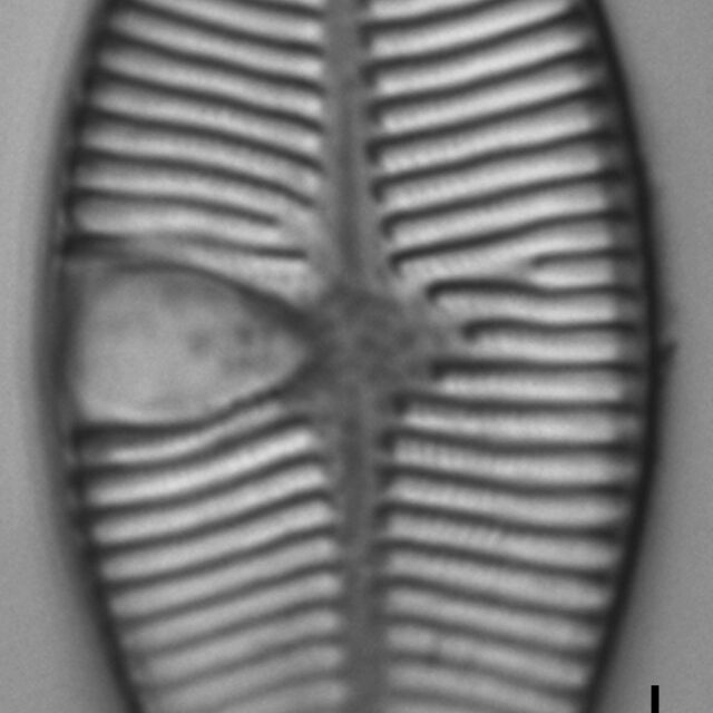 Planothidium lanceolatoide LM1