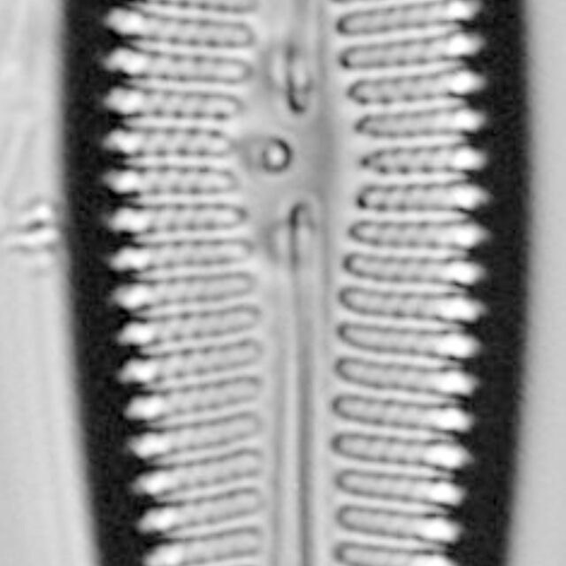 Gomphoneis oreophila LM4