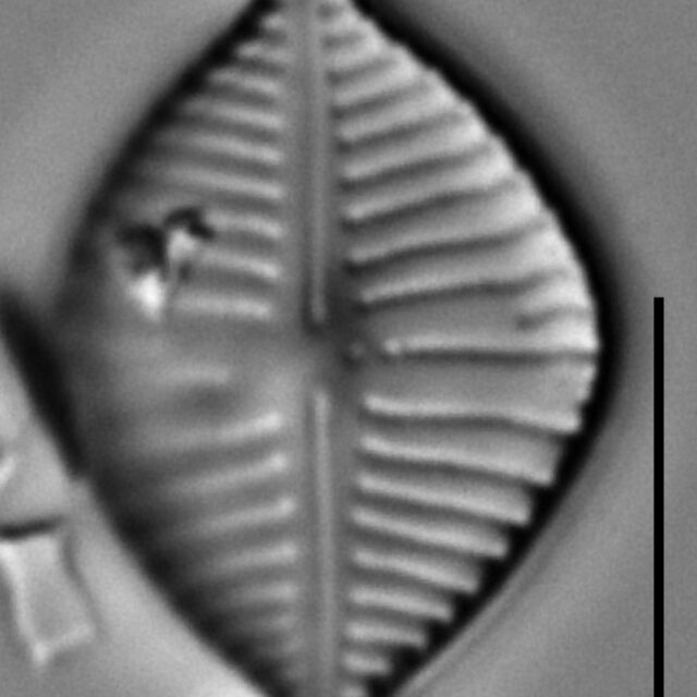 Gomphonema montezumense LM3