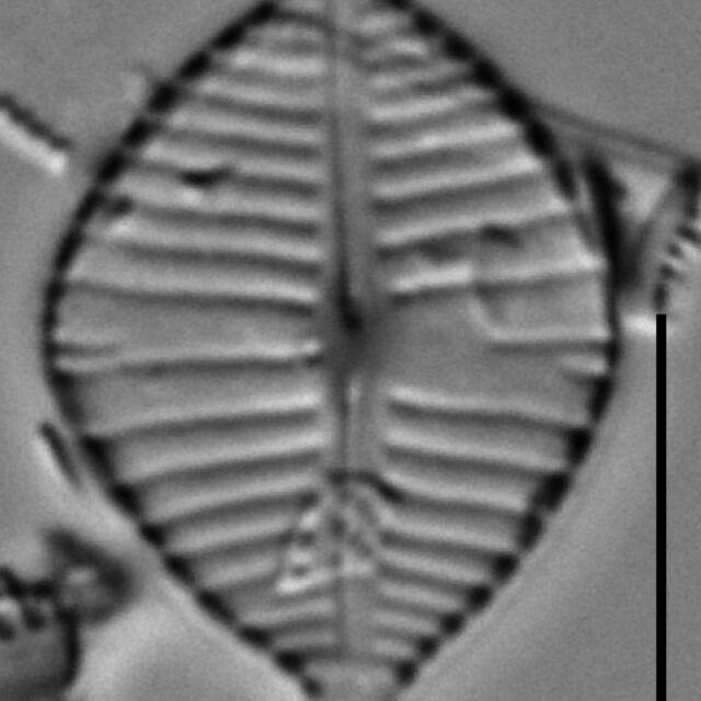 Gomphonema montezumense LM4