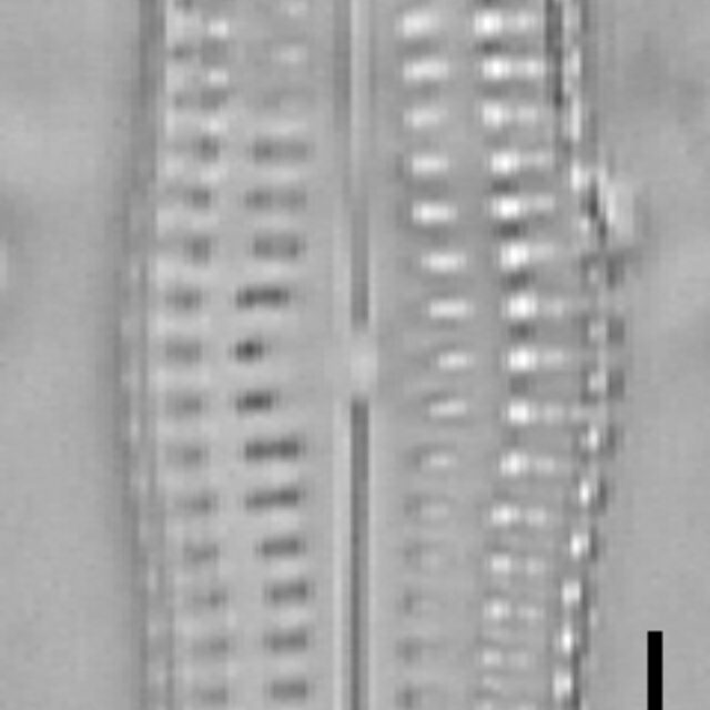 Biremis undulata LM5