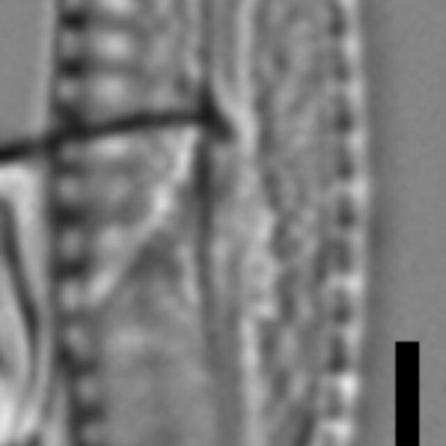 Pulchellophycus schwabei LM6