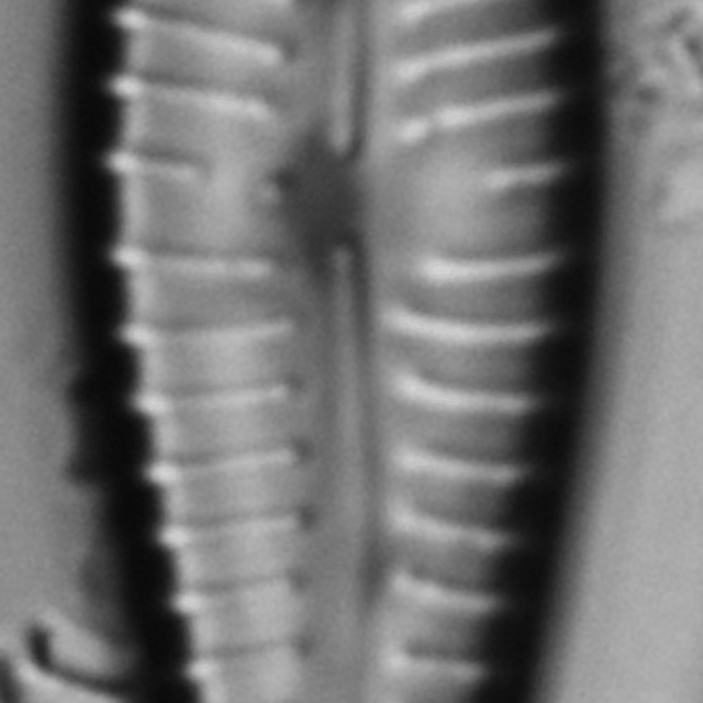 Gomphonema pseudosphaerophorum LM6