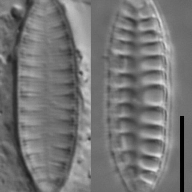 Surirella arctica LM7