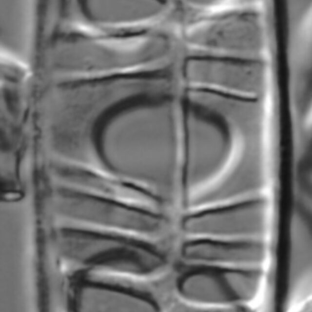 Craticula coloradensis LM7