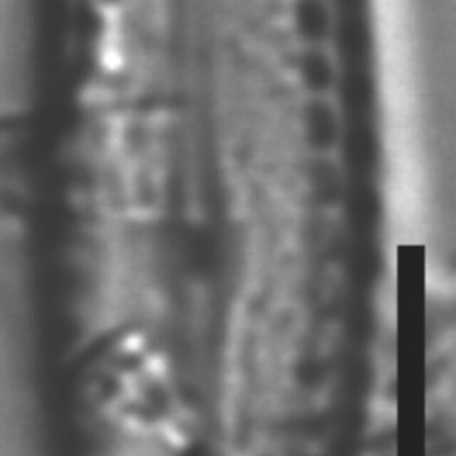 Pulchellophycus schwabei LM7