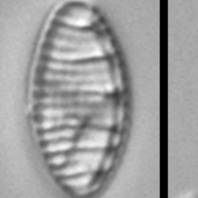 Nitzschia semirobusta LM5