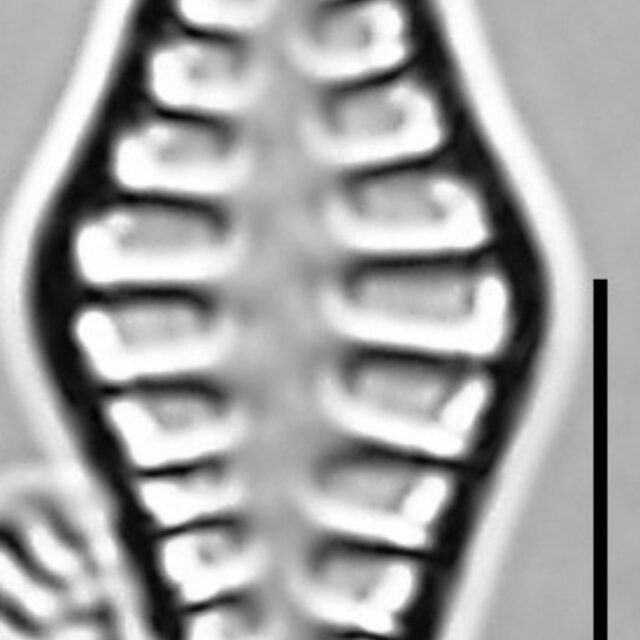 Staurosirella rhomboides LM4