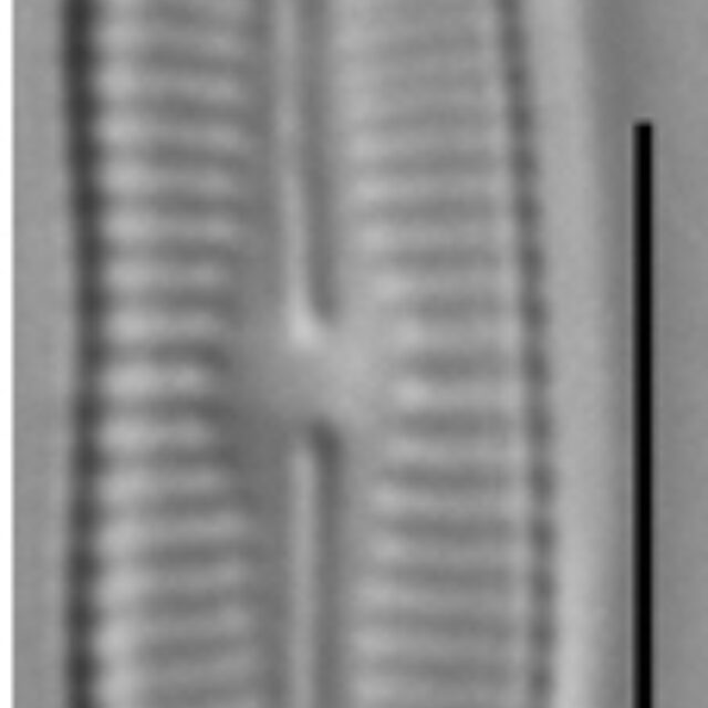 Achnanthidium crassum LM2