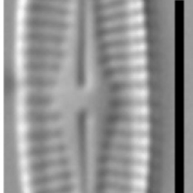 Achnanthidium crassum LM3