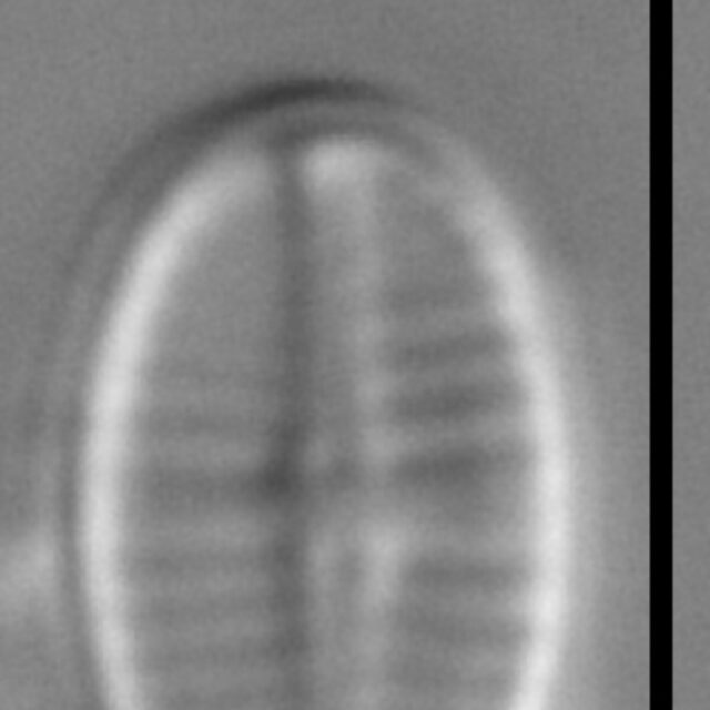 Achnanthidium delmontii LM7