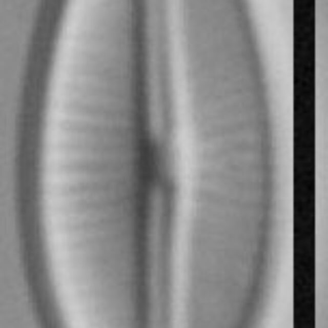 Adlafia multnomahii LM4