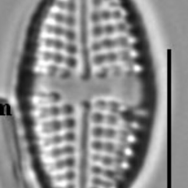 Achnanthes felinophila LM5