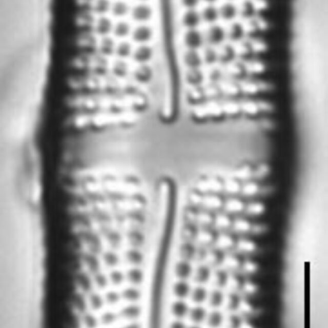 Achnanthes felinophila LM1