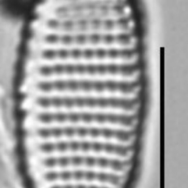 Achnanthes felinophila LM7