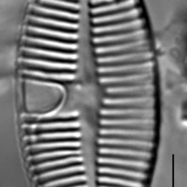 Planothidium apiculatum LM1