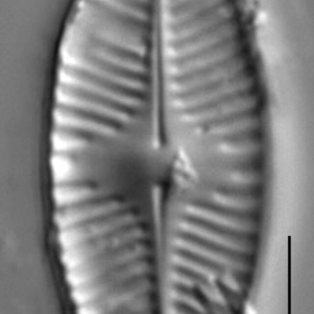 Planothidium apiculatum LM2