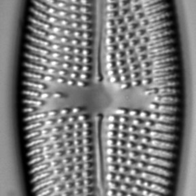 Aneumastus rostratus LM2