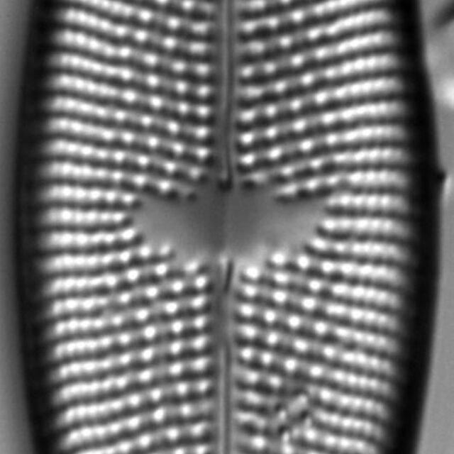 Aneumastus rostratus LM3