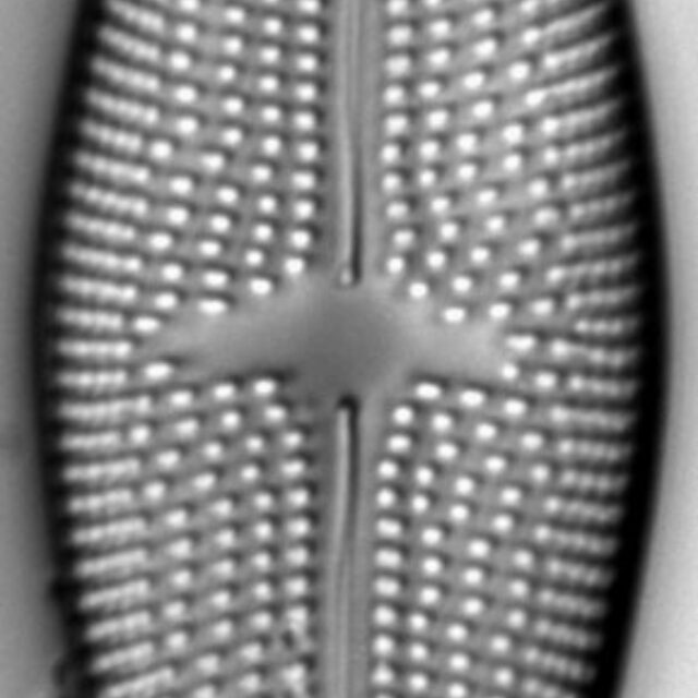 Aneumastus rostratus LM4