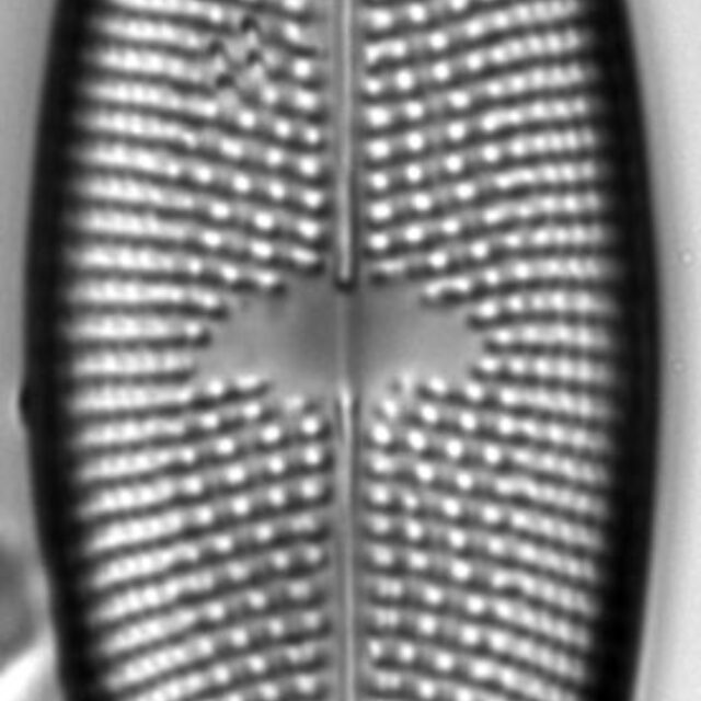 Aneumastus rostratus LM5